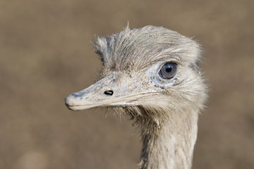 Portrait of greater rhea (Rhea americana)