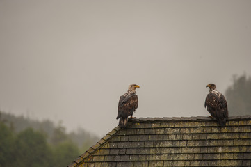 Zwei junge Seeadler sitzen auf einem Dach Auge in Auge, tr&uuml;bes Regenwetter in Port Hardy auf Vancouver Island, vorherschende Farbe grau.