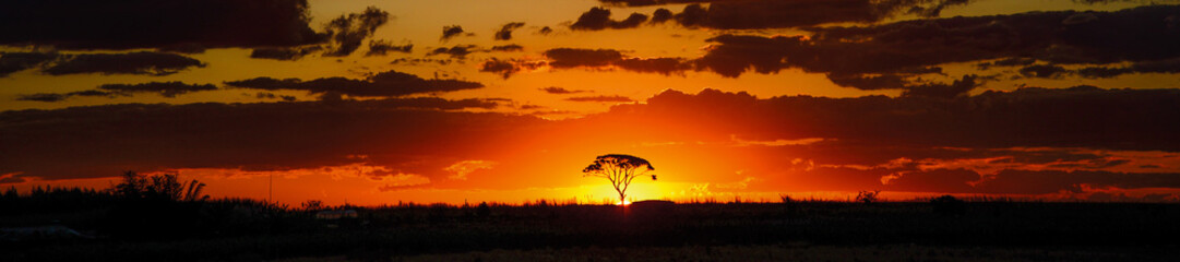 savannah sunset behind tree orange sky