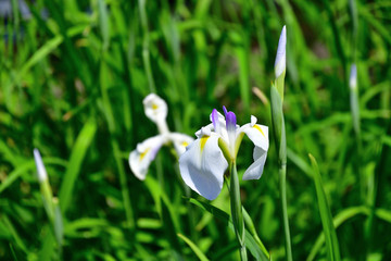 清楚な菖蒲の花