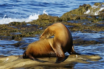 Single brown sea lion touching own back while enjoying the sun on the seashore