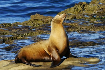 Single brown sea lion enjoying the sun on the seashore rocks