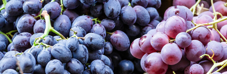 Purple and Red Grapes