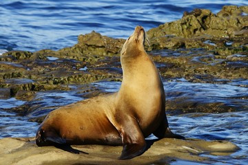 Single brown sea lion enjoying the sun with closed eyes on the seashore rocks