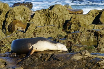 White and brown sea lion resting on the wet seashore