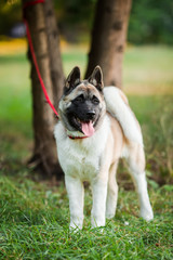 Dog american akita inu walk in the park.