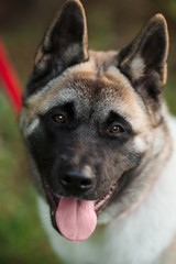 Dog american akita inu walk in the park.