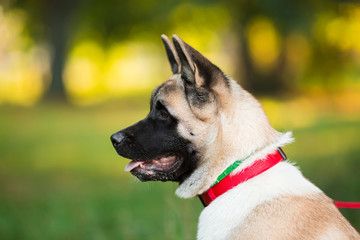 Dog american akita inu walk in the park.