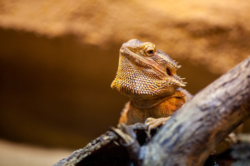 A portrait of a central bearded bartagame
