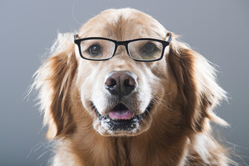 Golden Retriever Dog wearing glasses