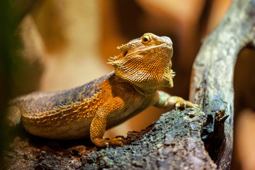 A portrait of a central bearded bartagame