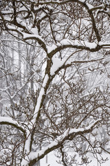 Fototapeta na wymiar trees in a snowstorm, Amish Country, Lancaster County, Pennsylvania, USA