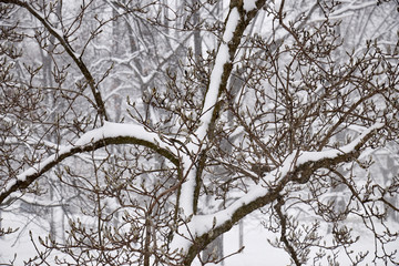 Obraz premium trees in a snowstorm, Amish Country, Lancaster County, Pennsylvania, USA