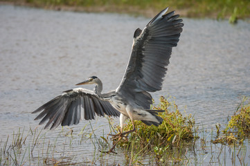 Landender Graureiher, F&uuml;&szlig;e in Landestellung, Fl&uuml;gel ausgebreitet, T&uuml;mpel mit diversen Pflanzen, vorherschende Farbe graugr&uuml;n.