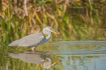 Fischender Graureiher, kleiner Fisch im Schnabel, Reiher mit Spiegelbild, Wasserringe, vorherschende Farbe graugr&uuml;n, 