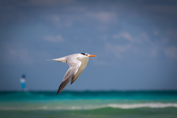 Fototapeta na wymiar Flying Royal Tern - Thalasseus maximus