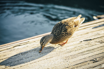 duck quack is eating on the wooden bridge Lake Tahoe