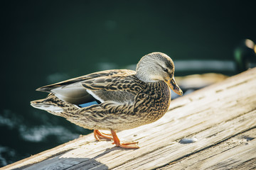 duck quack is staying on the wooden bridge Lake Tahoe