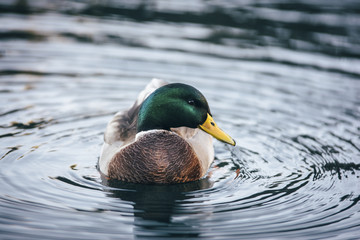 ducks quack green is swimming in  the Lake Tahoe