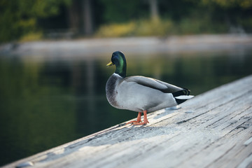 ducks quack is staying on the wooden bridge on the Lake Tahoe
