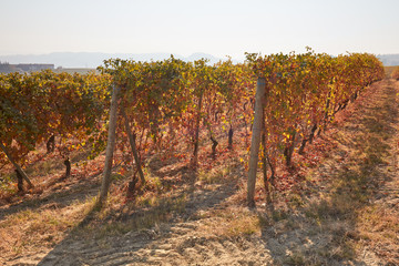 Fototapeta na wymiar Vineyard in autumn with yellow, brown and red leaves in a sunny day