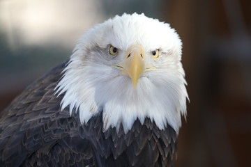 Majestic Close Up of Bald Eagle With Great Detail of Feathers - American Symbol