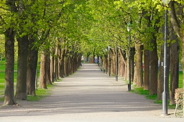 PArk with line of trees