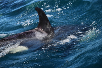 Fototapeta premium Juvenile Killer Whale near Kenai Fjords National Park