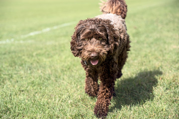 pet labradoodle
