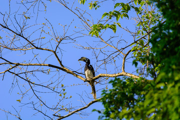 Oriental pied hornbill (Anthracoceros albirostris)
