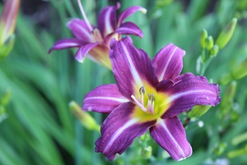 purple flowers in the spring