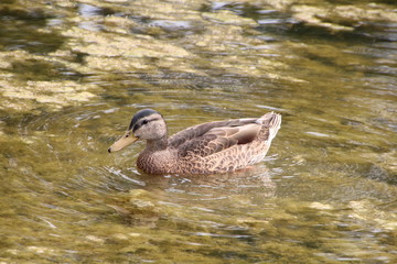 Mallard Creating Ripples, Gold Bar Park, Edmonton, Alberta