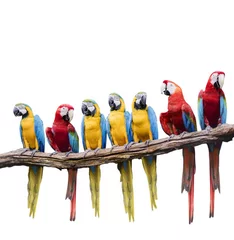 Gordijnen flock of red and blue yellow macaw purching on dry tree branch isolated white background © stockphoto mania