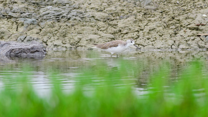 Marsh Sandpiper or Tringa stagnatilis