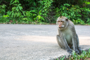 Monkey sitting on a road. Southeast Asia.