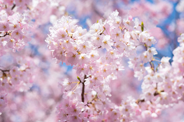 Cherry blossoms at Sakura in Tokyo