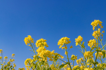 春の風物詩　菜の花