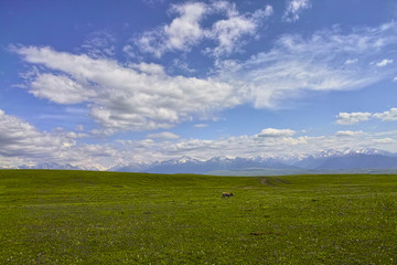 Scenery of Kalajun grassland,Xinjiang of China