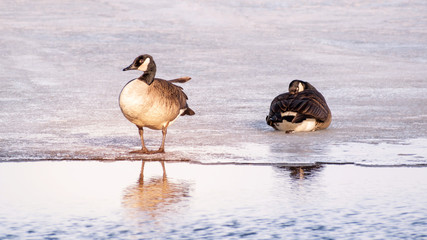 Geese are having fun at half-opened lake in the early spring of Minnesota