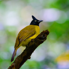 Pycnonotus flaviventris