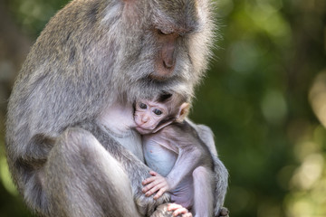 Portrait of baby monkey and mother at sacred monkey forest in Ubud, Bali, Indonesia. Close up