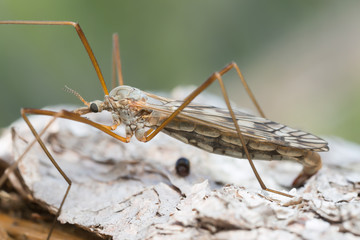 Female crane fly, Tipulidae on bark
