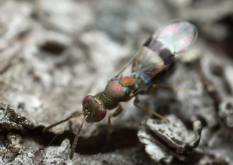 Macro photo of a chalcid wasp, Chalcidoidea on wood
