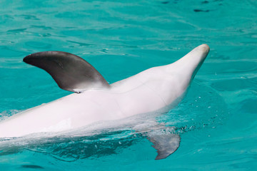 a dolphin swims in a large pool