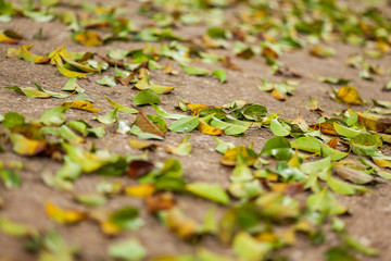 selective focus, foco seletivo, pouca profundidade, praca, stone, leaf 