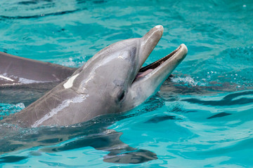 a dolphin swims in a large pool