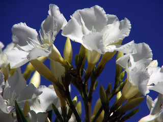 Flores blancas
