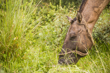 horse