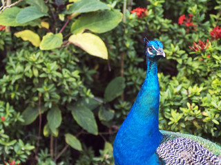 Obraz premium Peacock on the background of flowers