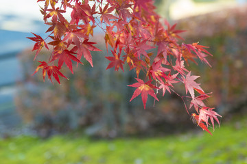 紅葉した葉